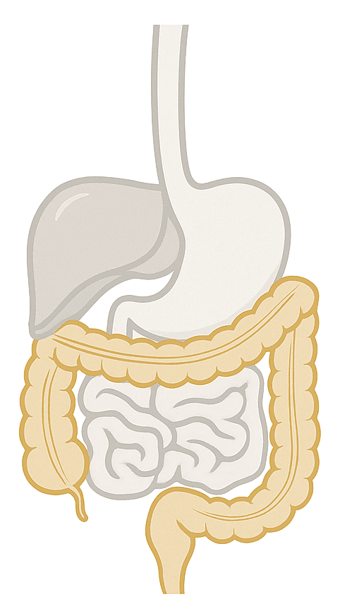 Gastroenterology clinical research illustration